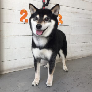 吉助ちゃん施術後