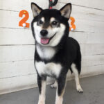 吉助ちゃんアイキャッチ