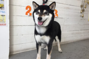 吉助ちゃんアイキャッチ