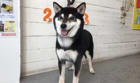 吉助ちゃんアイキャッチ