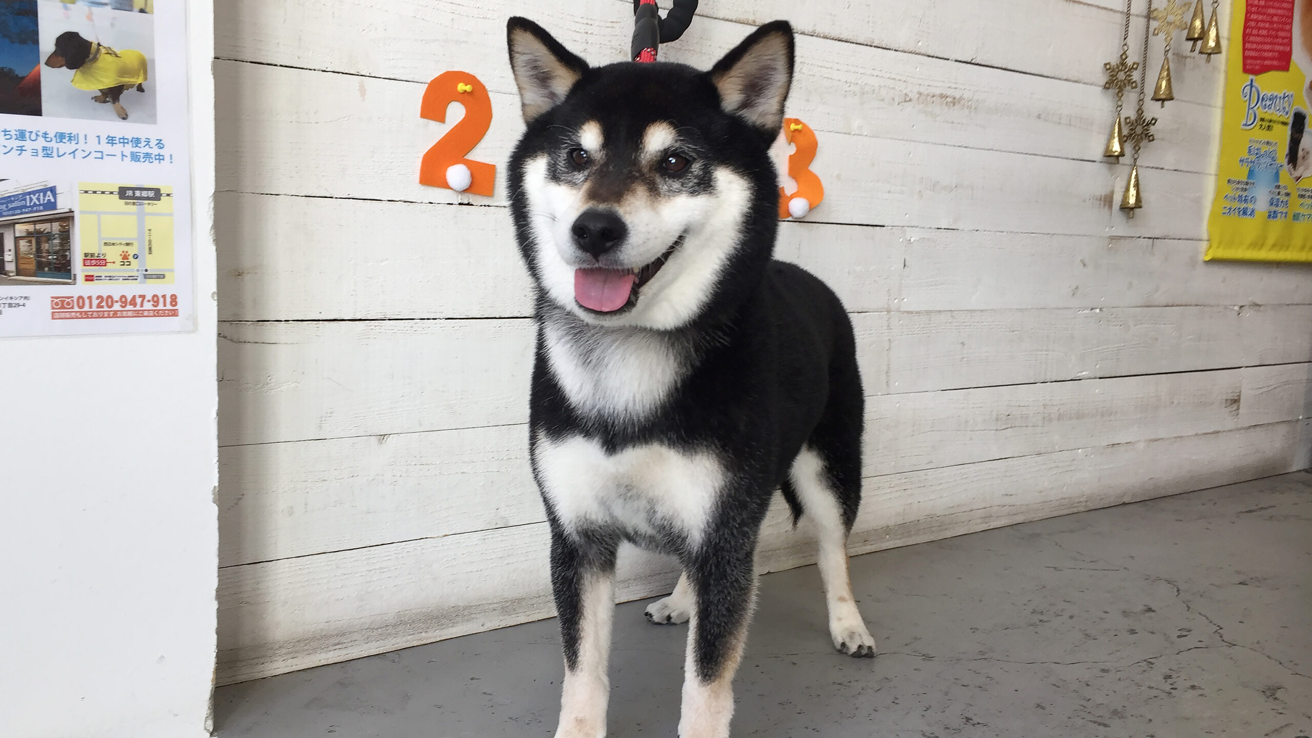 吉助ちゃんアイキャッチ