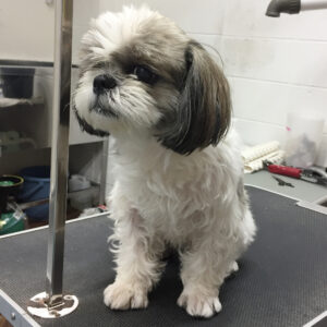 小太郎ちゃんカット前