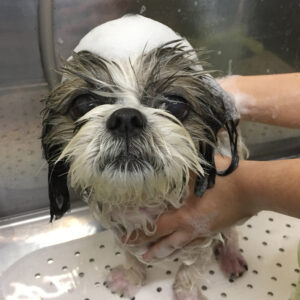 小太郎ちゃんシャンプー中