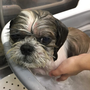 小太郎ちゃん薬用浴中