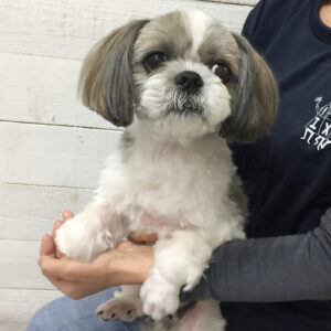 小太郎ちゃん施術後