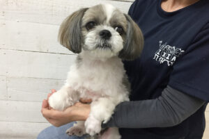 小太郎ちゃんアイキャッチ