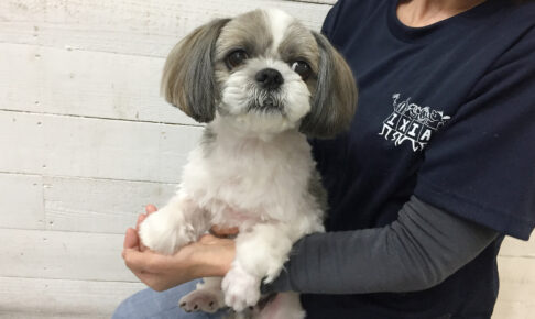 小太郎ちゃんアイキャッチ