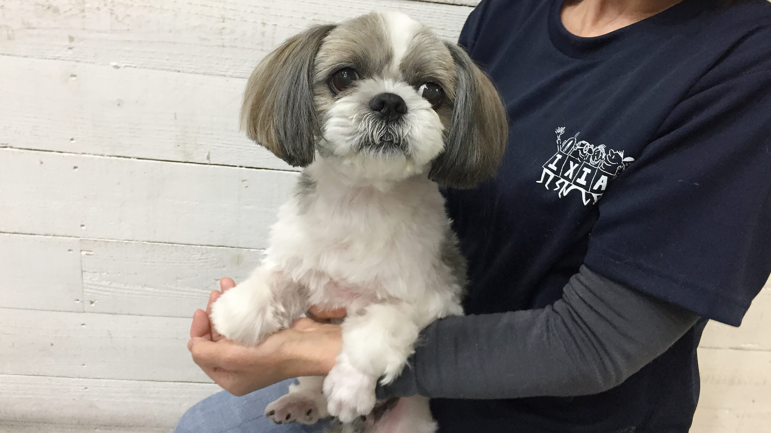 小太郎ちゃんアイキャッチ