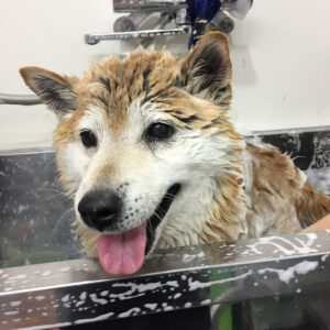 ダンちゃんシャンプー中