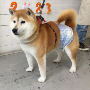 ダンちゃん施術後