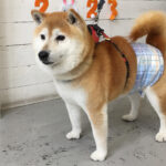 ダンちゃんアイキャッチ