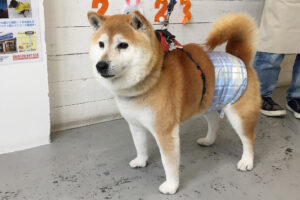 ダンちゃんアイキャッチ