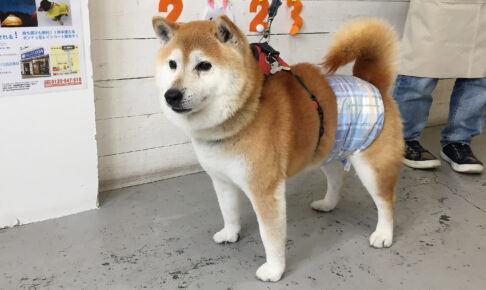 ダンちゃんアイキャッチ