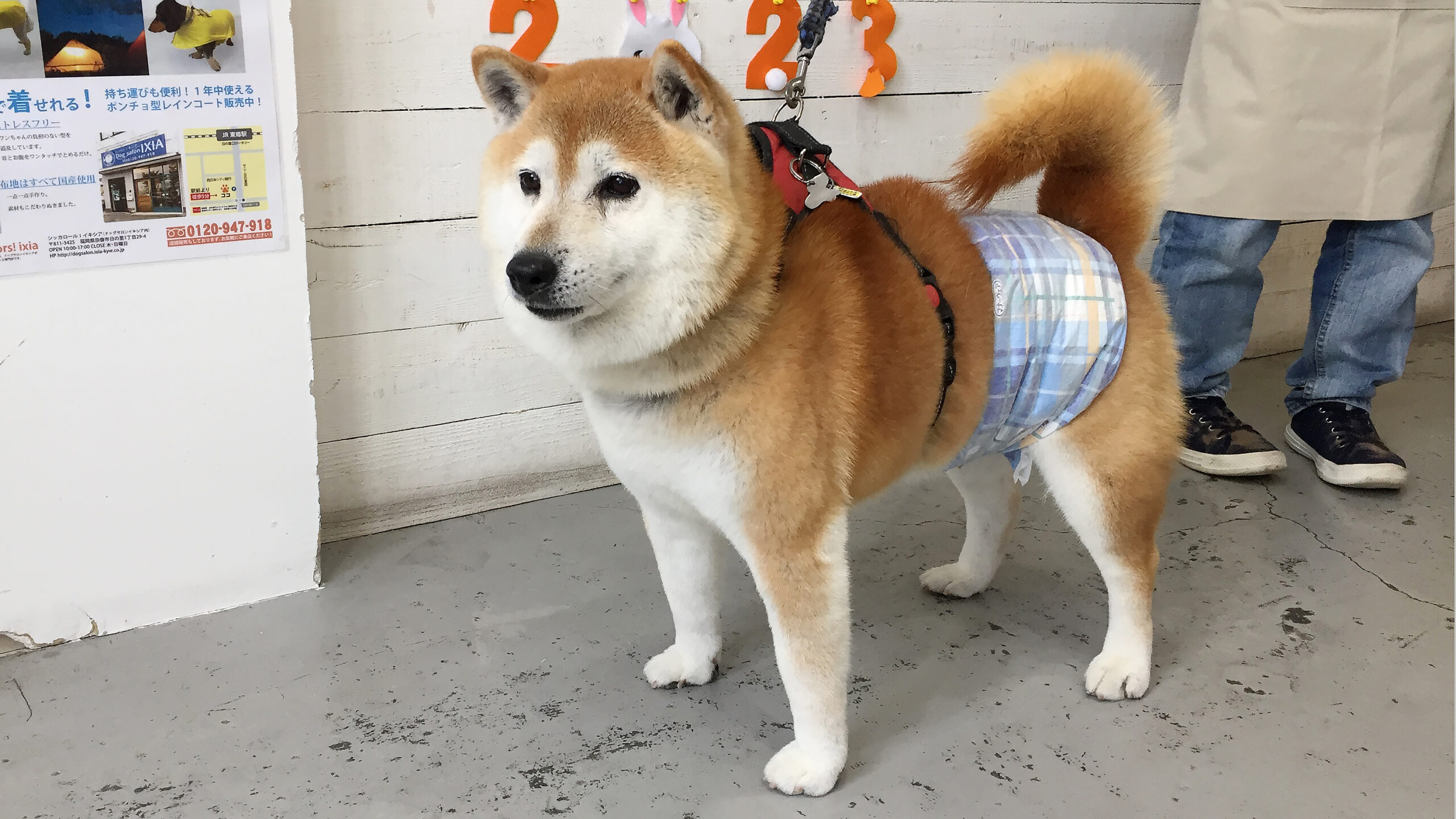 ダンちゃんアイキャッチ