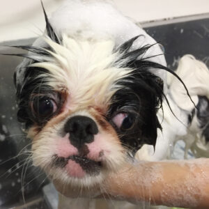 りゅうげんちゃんシャンプー中