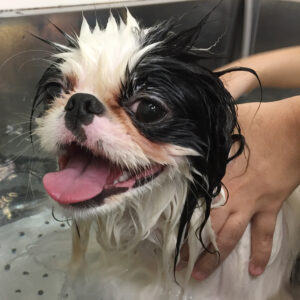 りゅうげんちゃんスパ中