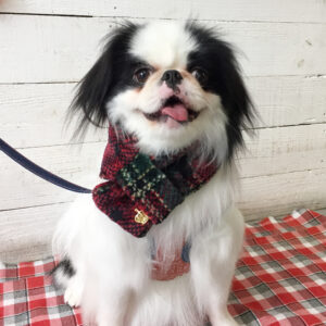 りゅうげんちゃん施術後