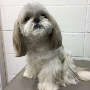 たんぽぽちゃんカット前