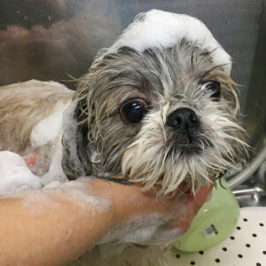 たんぽぽちゃんシャンプー中