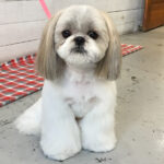 たんぽぽちゃんアイキャッチ