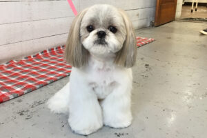 たんぽぽちゃんアイキャッチ