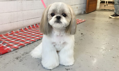 たんぽぽちゃんアイキャッチ