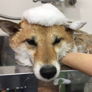 モモちゃんシャンプー中
