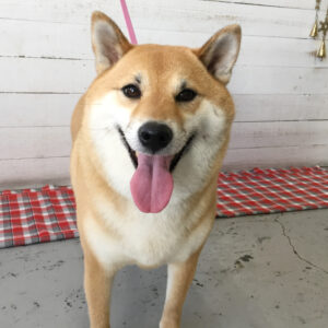 モモちゃん施術後