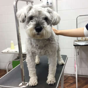 リースちゃんカット前