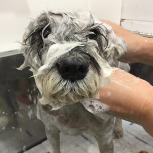 リースちゃんシャンプー中