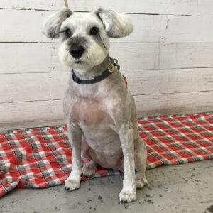 リースちゃん施術後