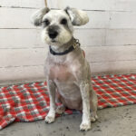 リースちゃんアイキャッチ