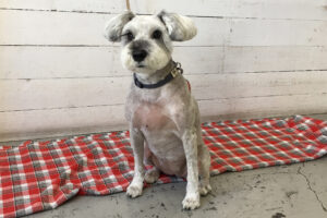 リースちゃんアイキャッチ