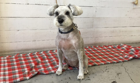 リースちゃんアイキャッチ