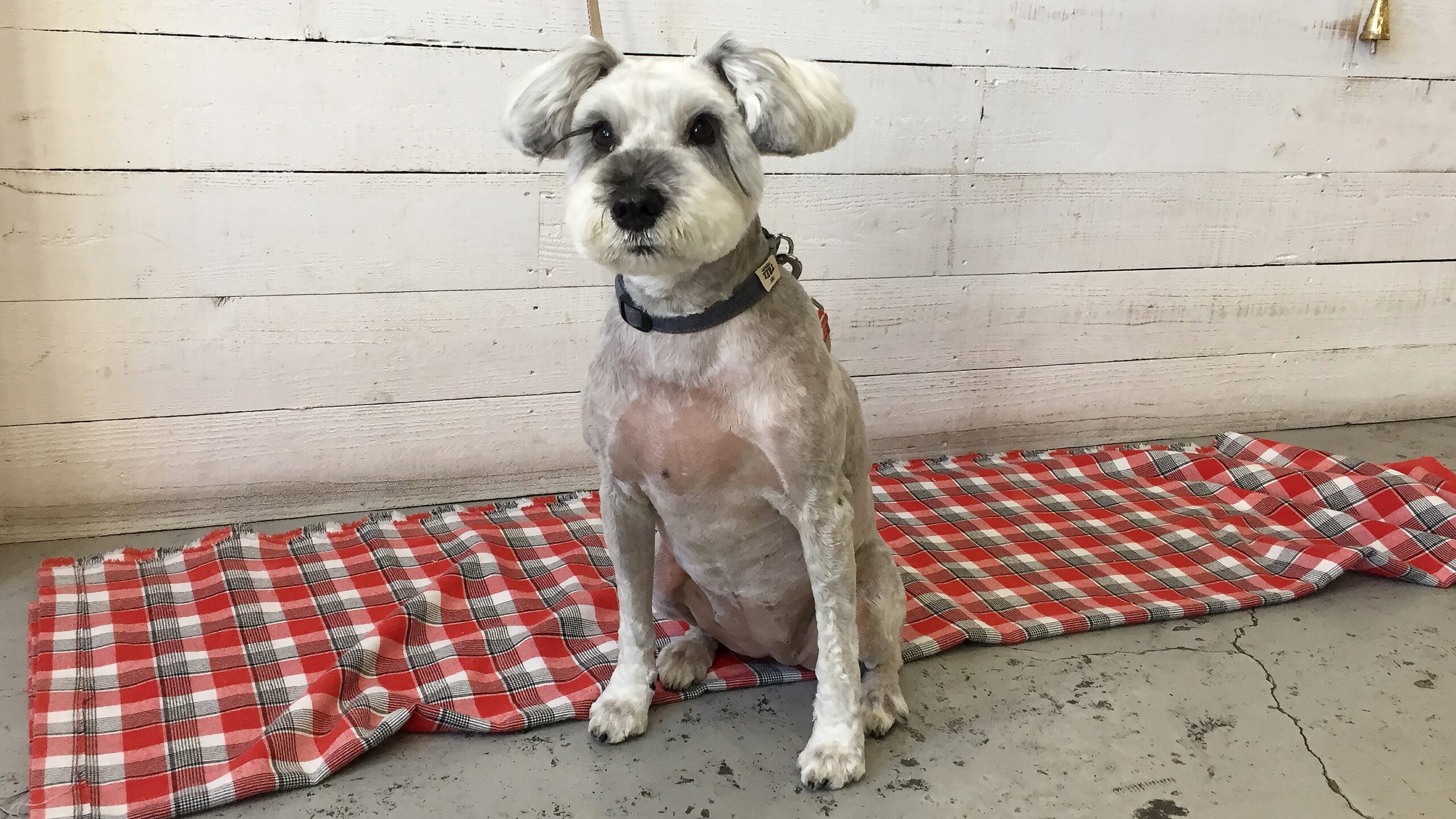 リースちゃんアイキャッチ