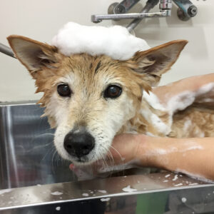 りーちゃんシャンプー中