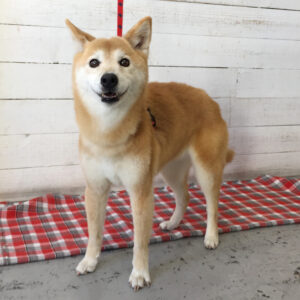 りーちゃん施術後