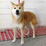 りーちゃんアイキャッチ