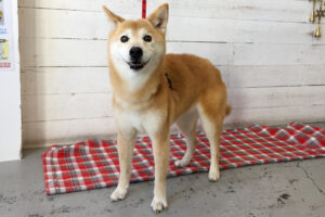 りーちゃんアイキャッチ