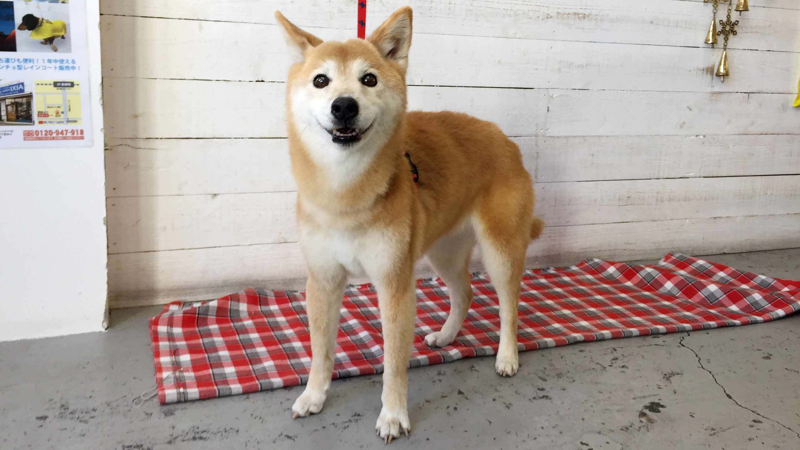 りーちゃんアイキャッチ