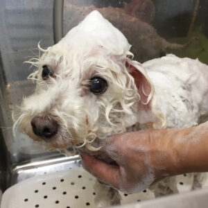 カン太ちゃんシャンプー中