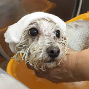 カン太ちゃんスパ中