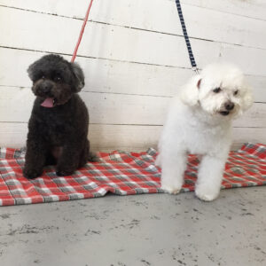 カン太ちゃんりんちゃん施術後