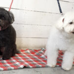 カン太ちゃんりんちゃん施術後