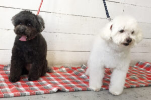 カン太ちゃんりんちゃん施術後