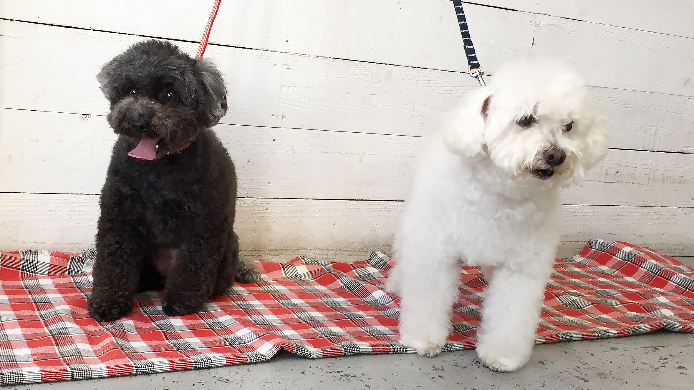 カン太ちゃんりんちゃん施術後