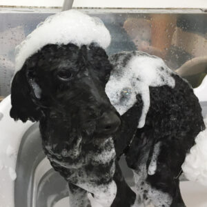 りんちゃんシャンプー中