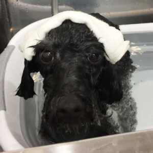 りんちゃんスパ中