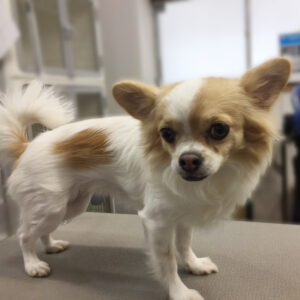 よろしくチワワ