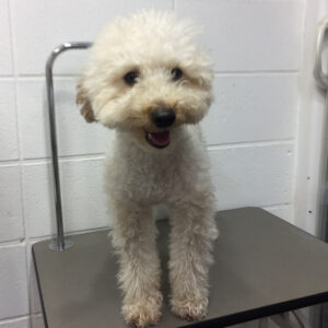 よろしくトイプー